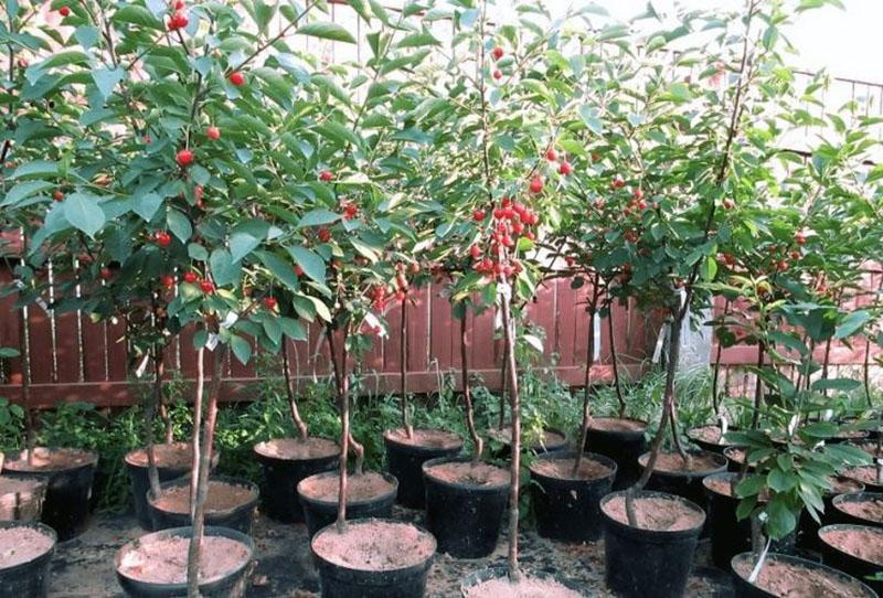 semis de cerises à racines fermées