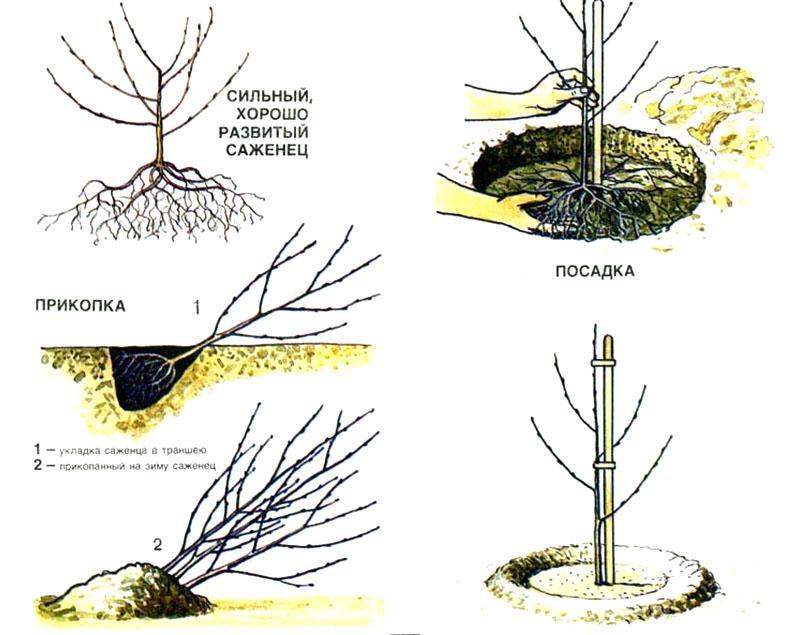 cuando plantar cerezas en otoño