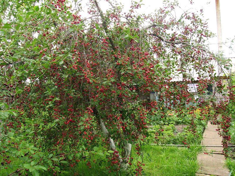 sitio de plantación de cerezos