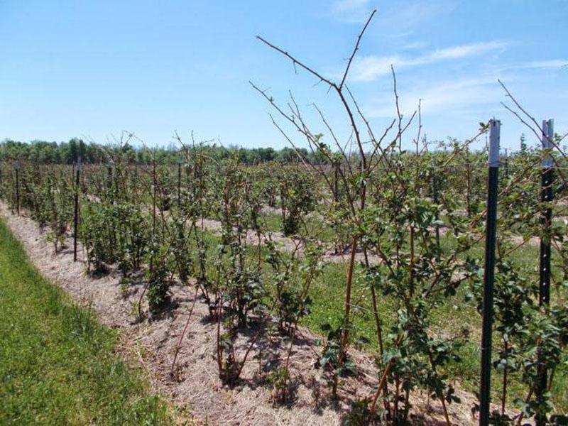 cuidando las moras después de la poda