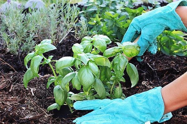 planter du basilic dans le jardin