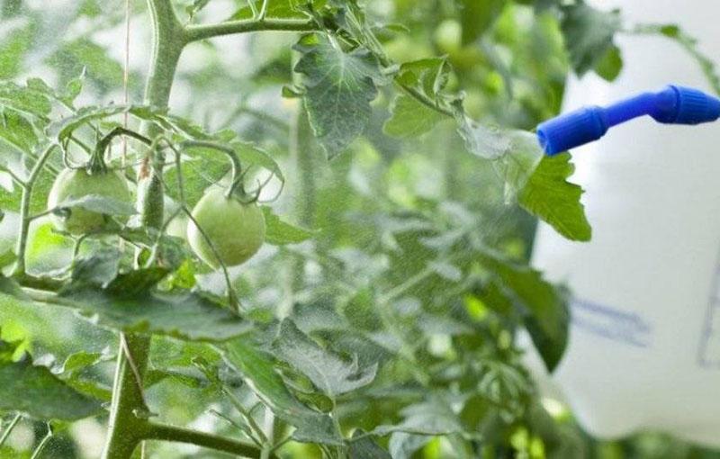 Acide borique + iode + cendres pour tomates