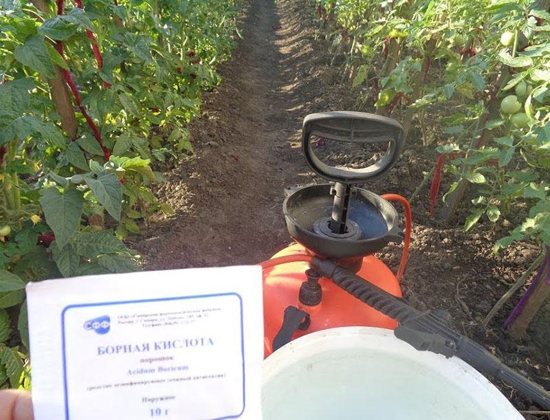 rociar tomates con ácido bórico