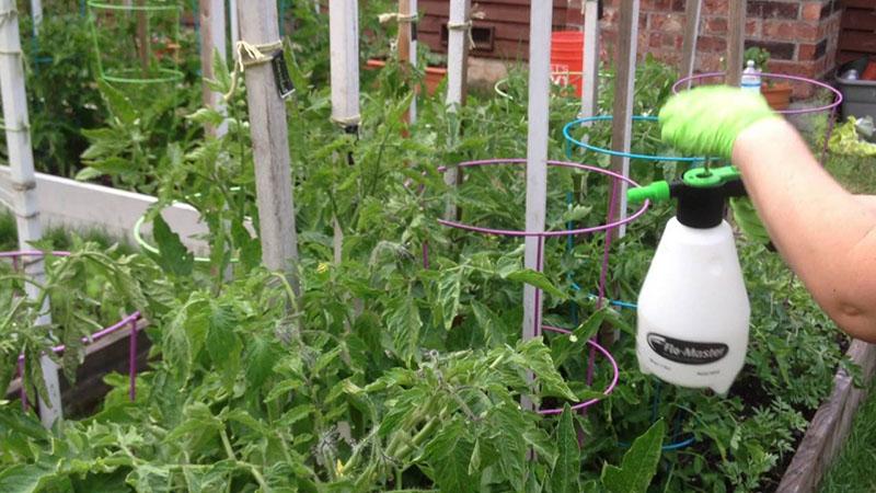 règles de transformation des tomates