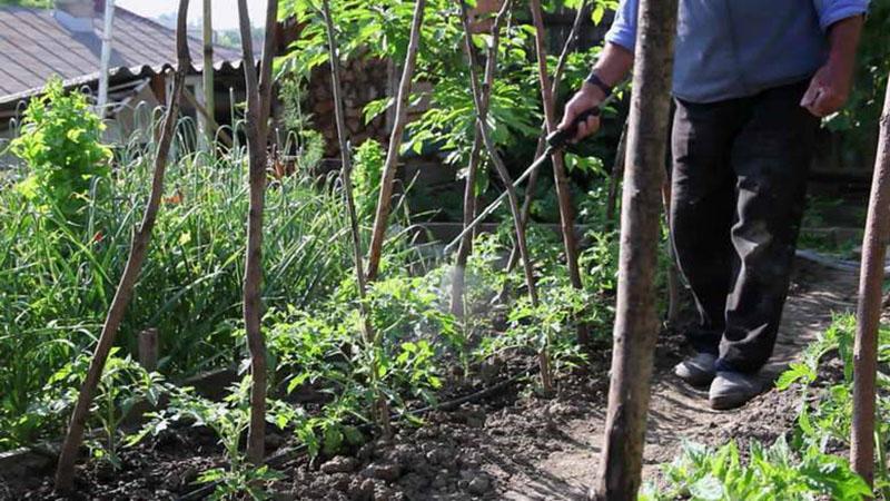 transformation des tomates avec de l'acide borique, de l'iode et du permanganate de potassium