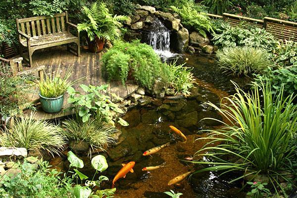 estanque de peces bien cuidado en el país