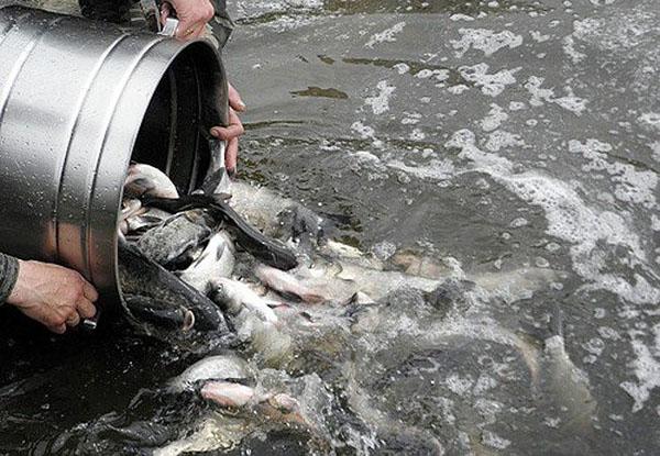 lanzamiento de pescado después del encalado