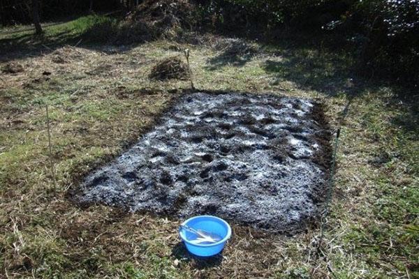 Bajamos la acidez del suelo en el jardín.