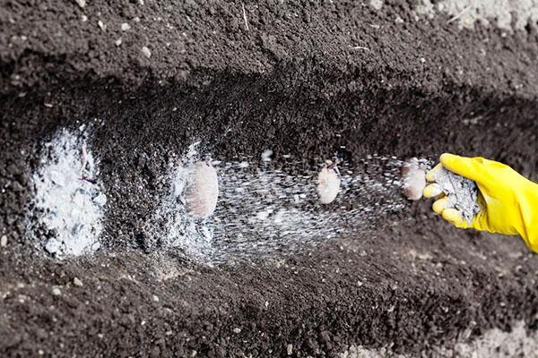 tasa de fertilización