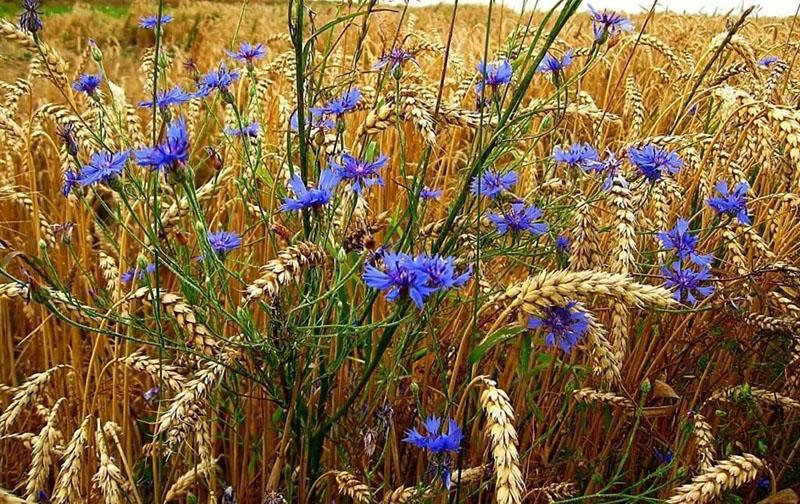 bleuet dans un champ de blé