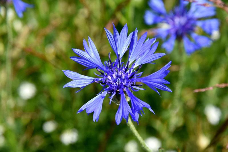 bleuet à fleurs lumineuses