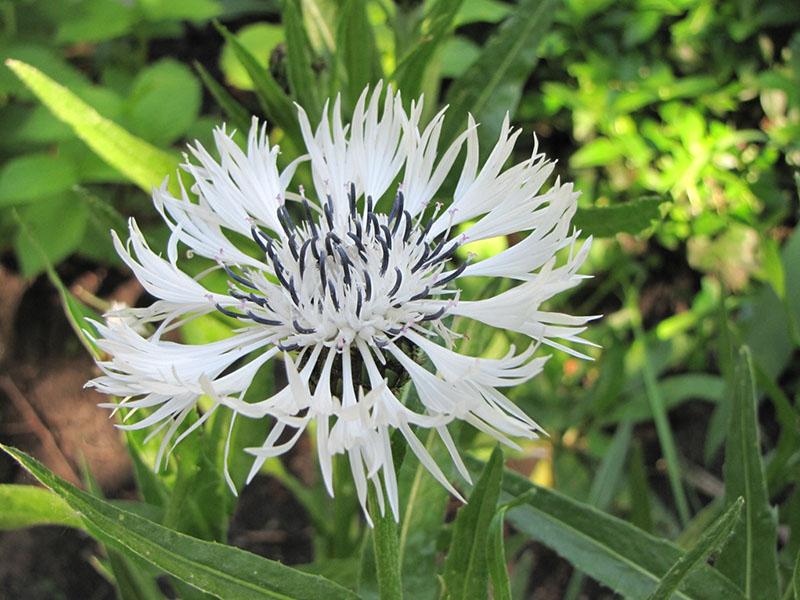 bleuet blanc