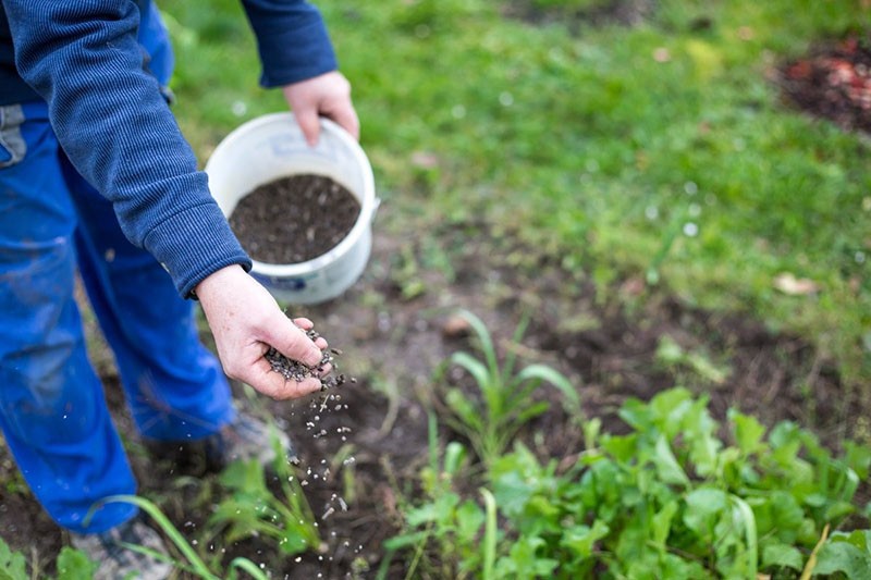 l'utilisation du double superphosphate dans le jardin