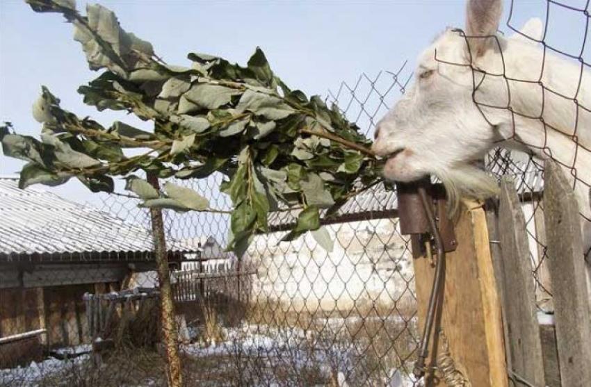 branches pour l'alimentation