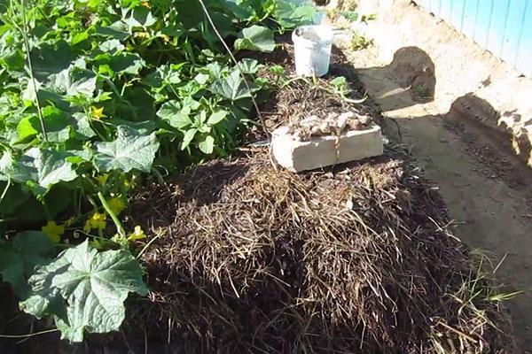 fertilizar pepinos con estiércol de conejo