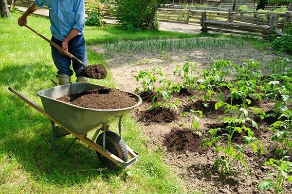 fertilisation des tomates