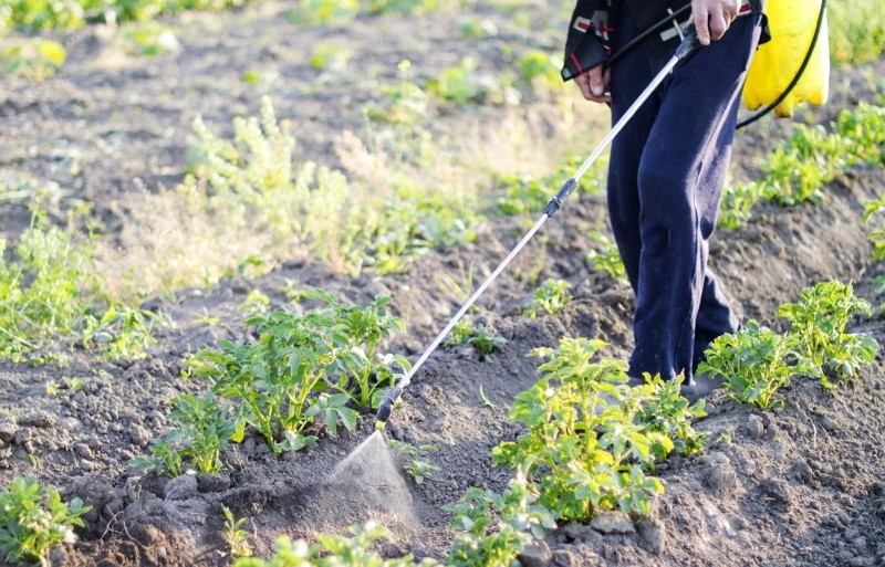 comment utiliser le fongicide shirlan sur les pommes de terre