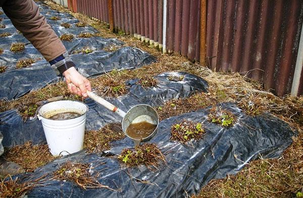 fertilizante para frutos rojos