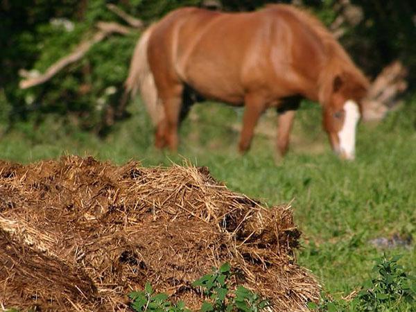 fumier de cheval