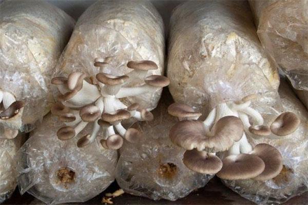 cultivo de hongos en aserrín
