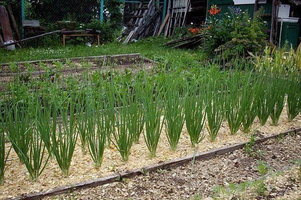 cómo usar el aserrín en el jardín y el huerto