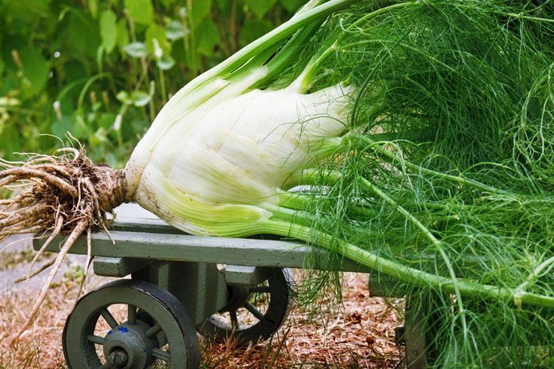 propriétés bénéfiques du fenouil en cuisine