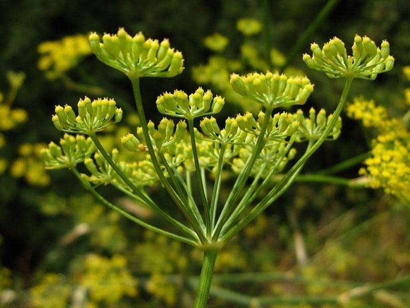 flores de hinojo