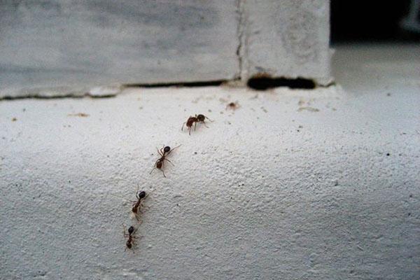 mouvement des fourmis
