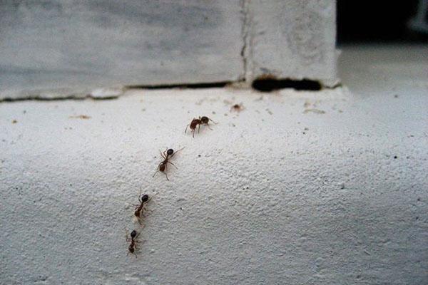 movimiento de hormigas