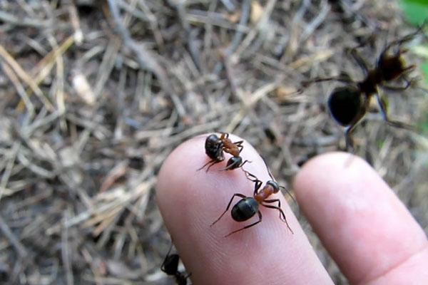 fourmis dans le jardin