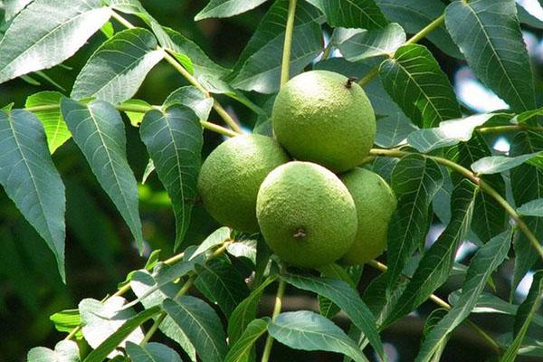 frutos verdes de nuez negra