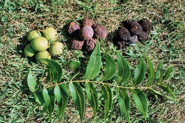 fruta de nuez negra