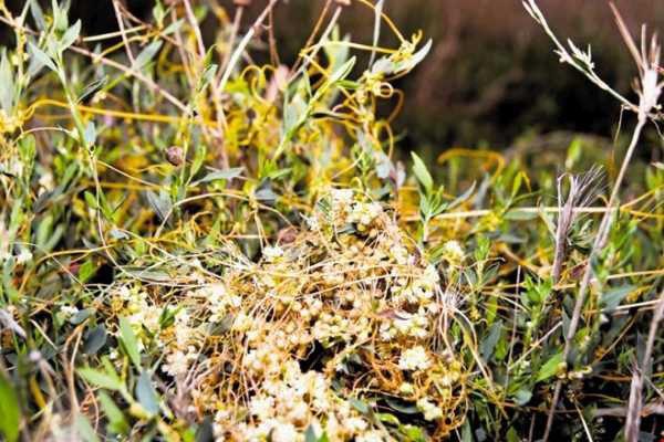 flores de dodder