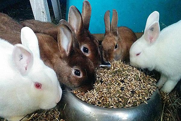 aliment complet pour lapins