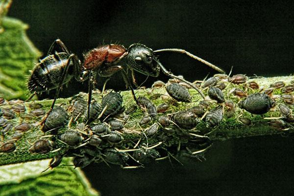 fourmi épandeuse de pucerons