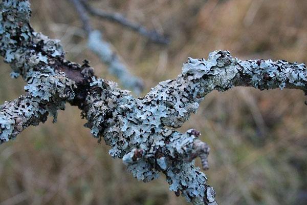 lichens sur l'arbre