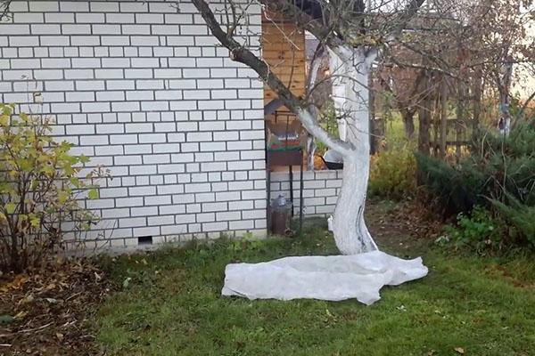 traitement d'un arbre fortement touché par le lichen