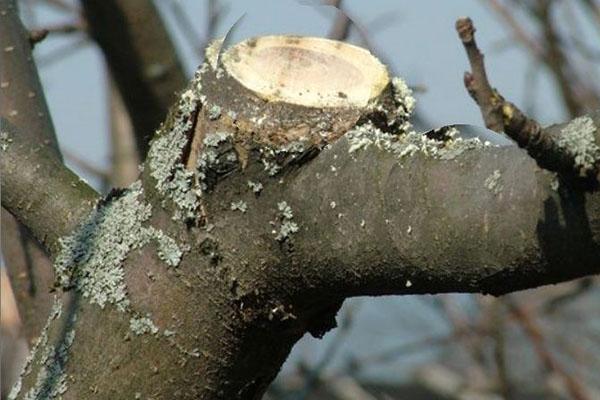 légers dommages à l'arbre par le lichen