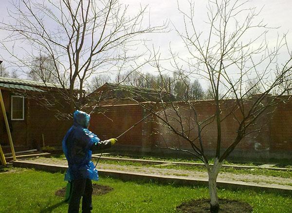 travail du bois au début du printemps