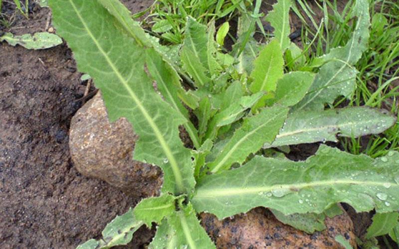 mauvaise herbe dans le jardin