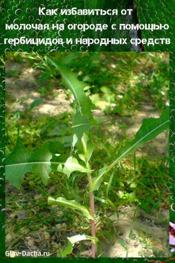 comment se débarrasser de l'asclépiade dans le jardin