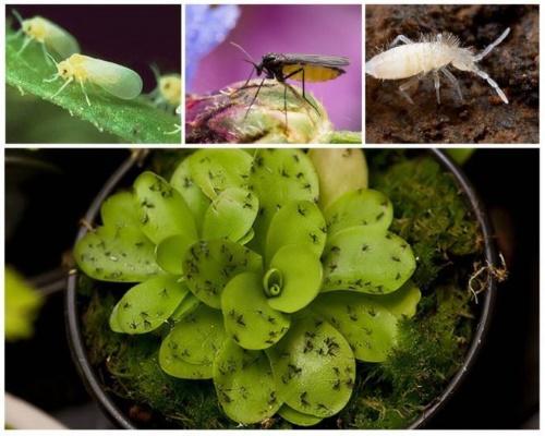 comment se débarrasser des moucherons dans les fleurs