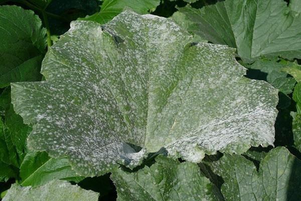 oïdium sur les feuilles de courgette