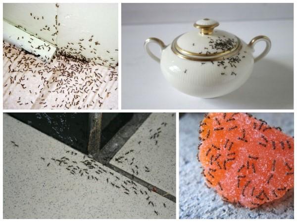 comment se débarrasser des fourmis dans la maison