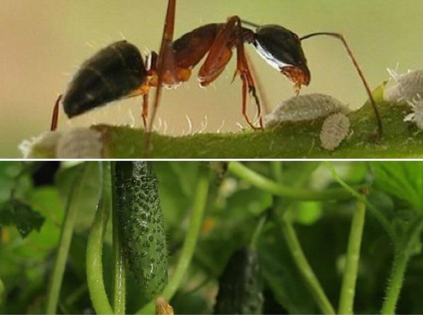 comment se débarrasser des fourmis dans les concombres