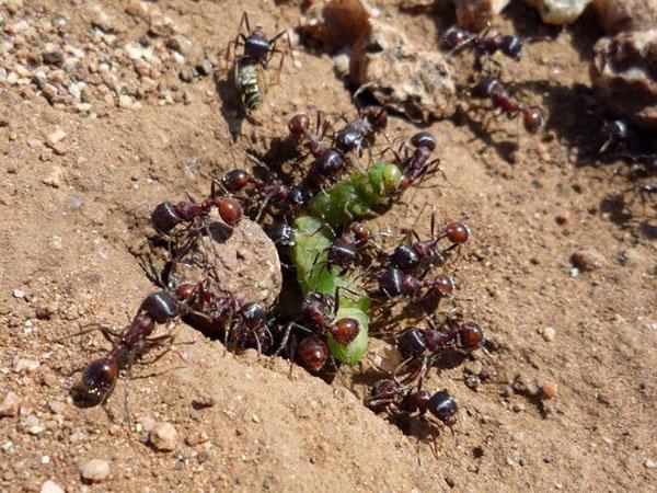 les avantages et les inconvénients des fourmis