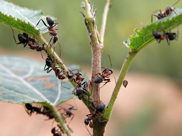 daño de hormigas