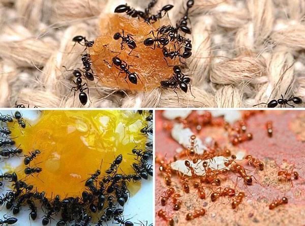 remèdes populaires pour combattre les fourmis