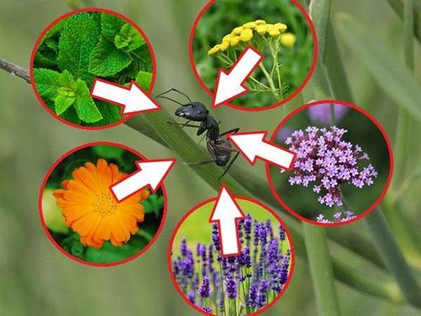 plantas repelentes de hormigas