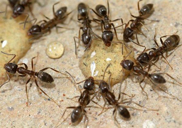 contrôle des fourmis